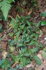 Acanthaceae