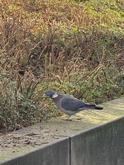 Columba palumbus