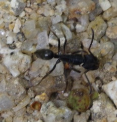 Odontoponera