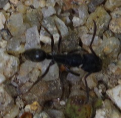 Odontoponera
