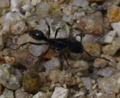Odontoponera