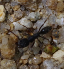 Odontoponera