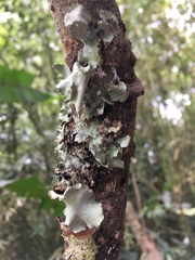 Fungi
