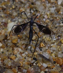 Tipuloidea