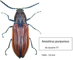 Anostirus purpureus