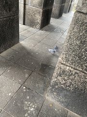 Columba livia domestica