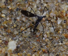 Tipuloidea