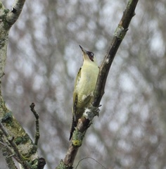 Picus viridis