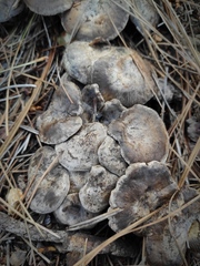 Lyophyllum littorale