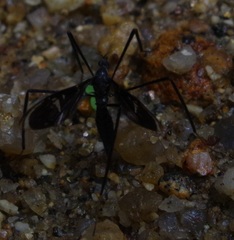 Tipuloidea