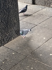 Columba livia domestica