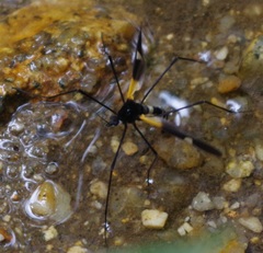 Pselliophora
