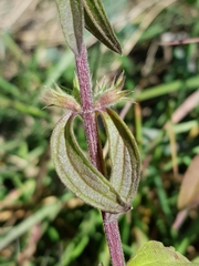 Stachys recta