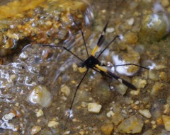 Pselliophora