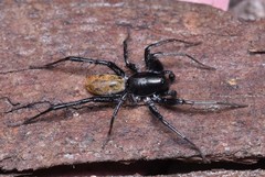 Nyssus luteofinis