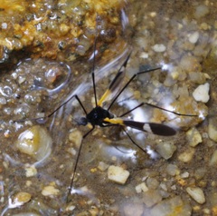 Pselliophora