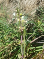 Stachys recta