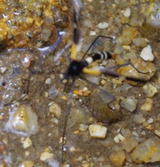 Pselliophora