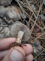 Lyophyllum littorale