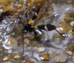 Pselliophora