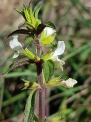 Stachys recta