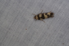 Cirromitra tetratherma