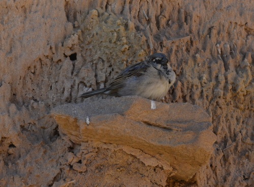House Sparrow