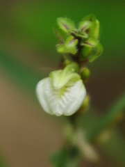Acanthaceae