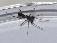 Poecilipta smaragdinea