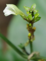 Acanthaceae
