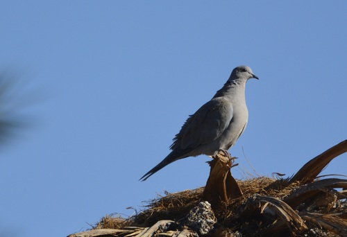 Eurasian Collared-Dove