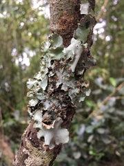 Fungi