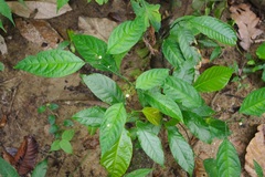 Acanthaceae