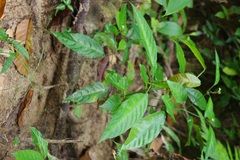 Acanthaceae