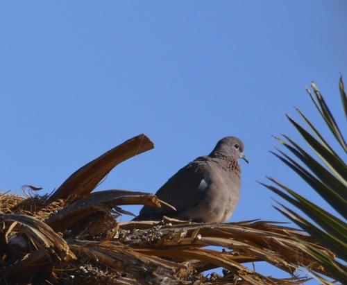 Laughing Dove