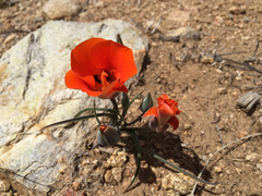Calochortus kennedyi