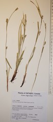 Carex oligocarpa