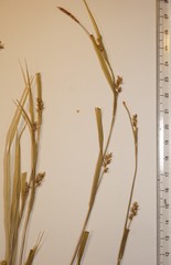 Carex oligocarpa