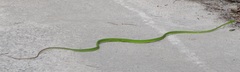 Ahaetulla prasina
