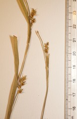 Carex oligocarpa