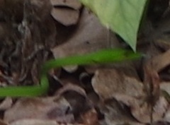 Ahaetulla prasina