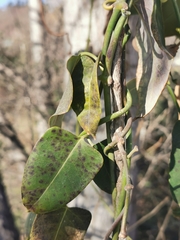 Araujia sericifera