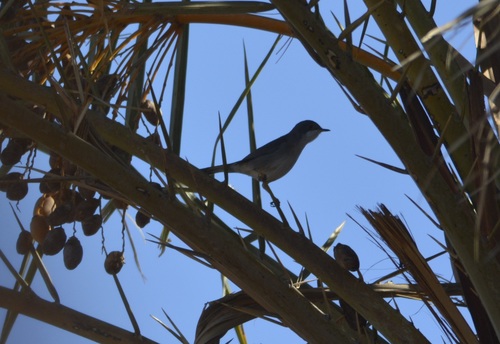 Western Subalpine Warbler