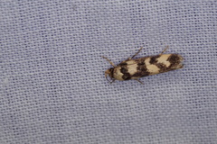 Cirromitra tetratherma