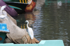 Ardea alba