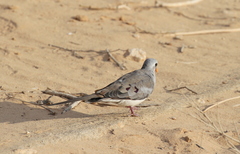 Oena capensis aliena