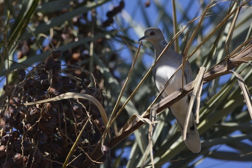 European Turtle-Dove