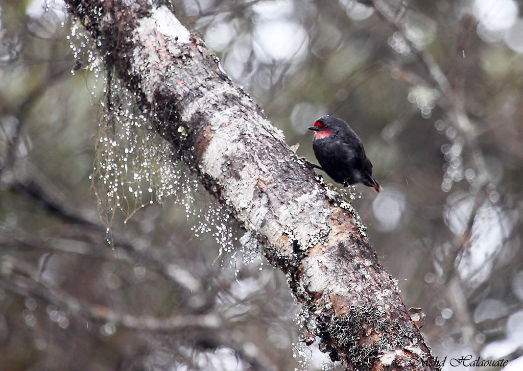 Black Sittella (Daphoenositta miranda) photo