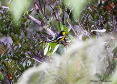 Black-Breasted Boatbill photo 5