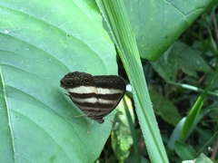 Satyrinae